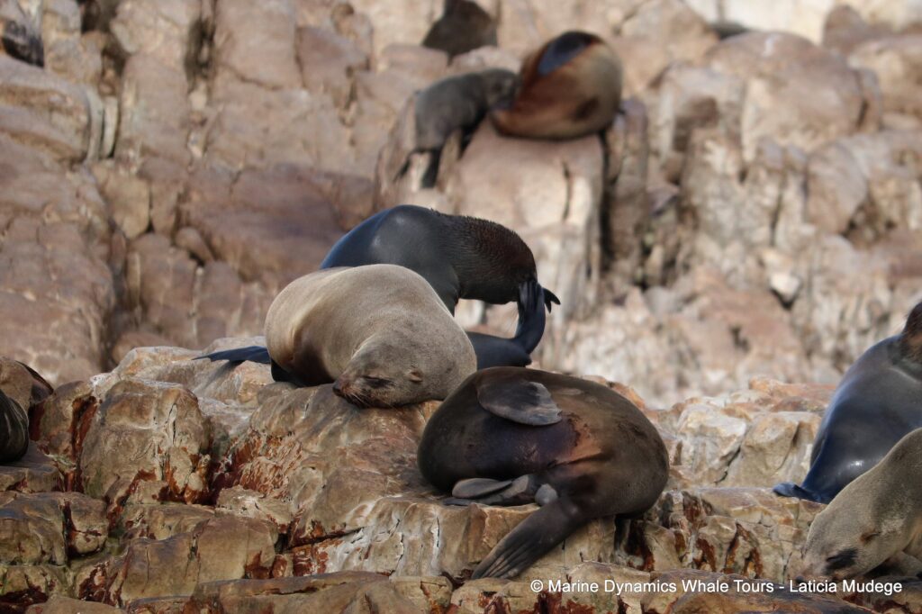 cape fur seal, whale watching, gansbaai, south africa