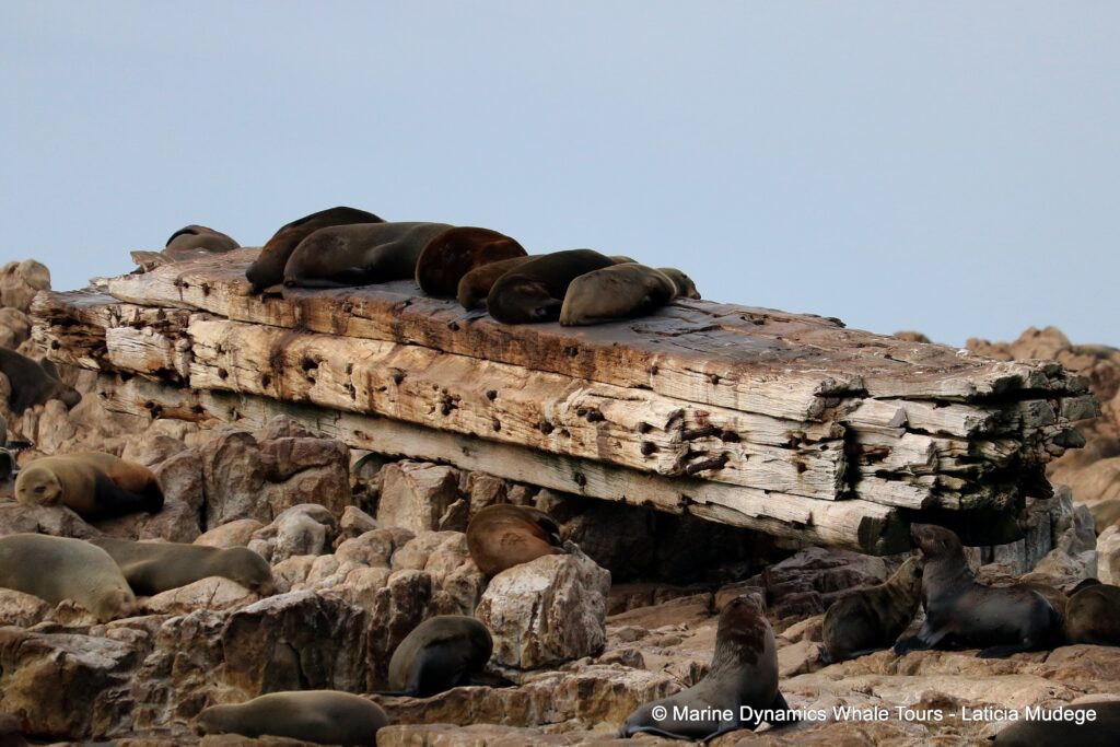 cape fur seal, whale watching, gansbaai, south africa