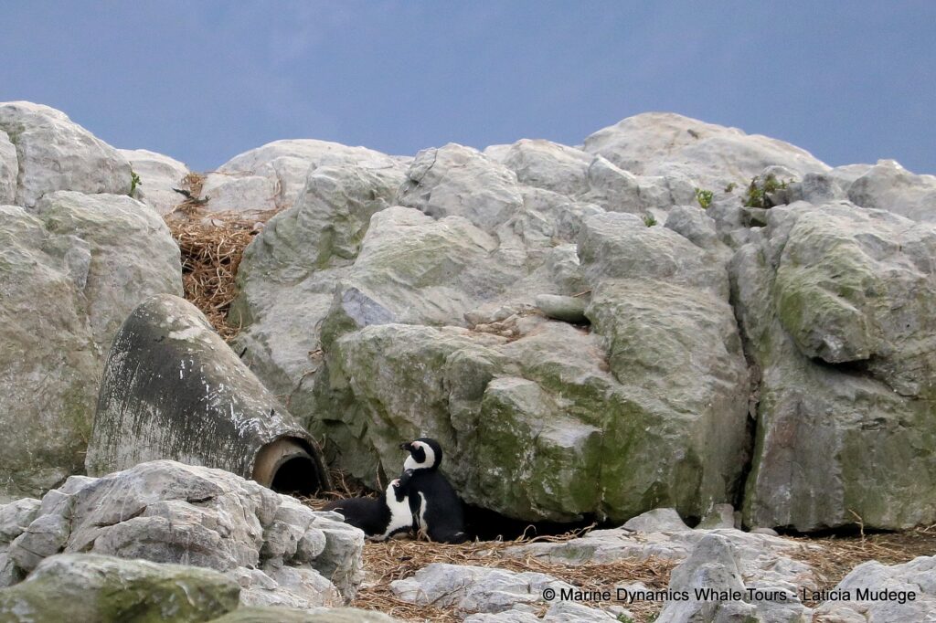african penguin, whale watching, gansbaai, south africa