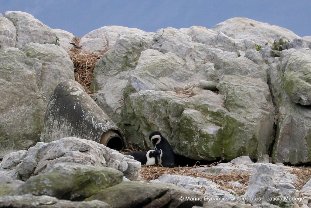 african penguin, whale watching, gansbaai, south africa