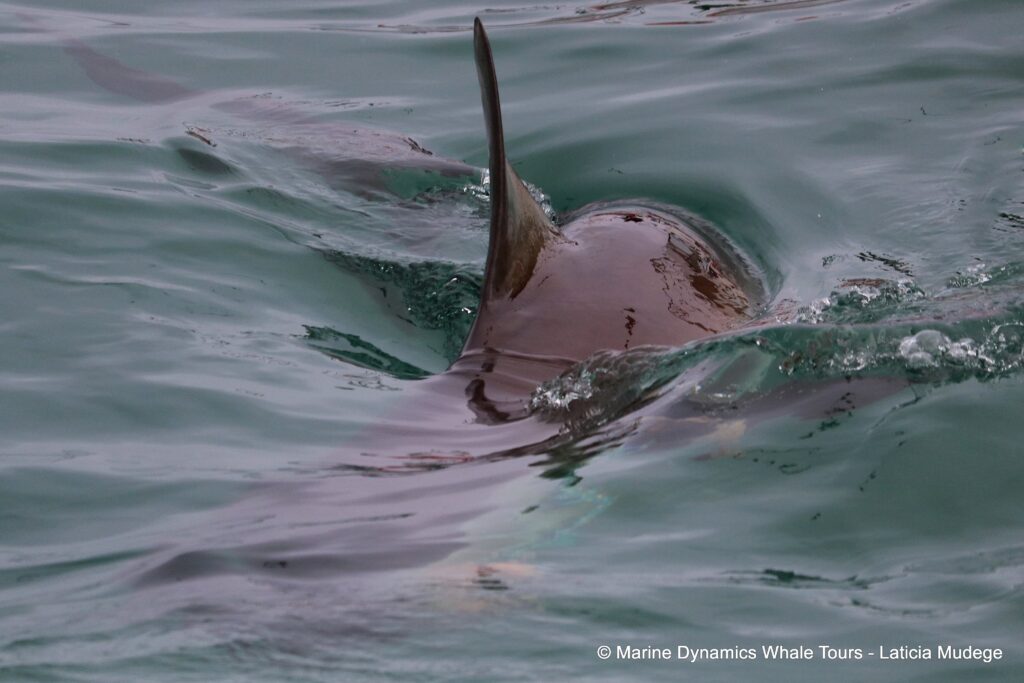 bronze whaler shark, whale watching, gansbaai, south africa,