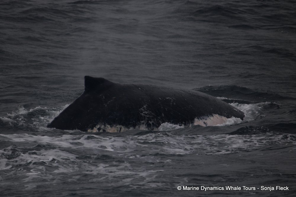 humpback whale, whale watching, gansbaai, south africa