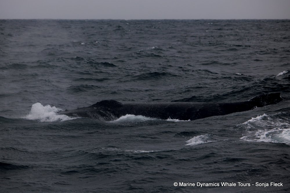 humpback whale, whale watching, gansbaai, south africa