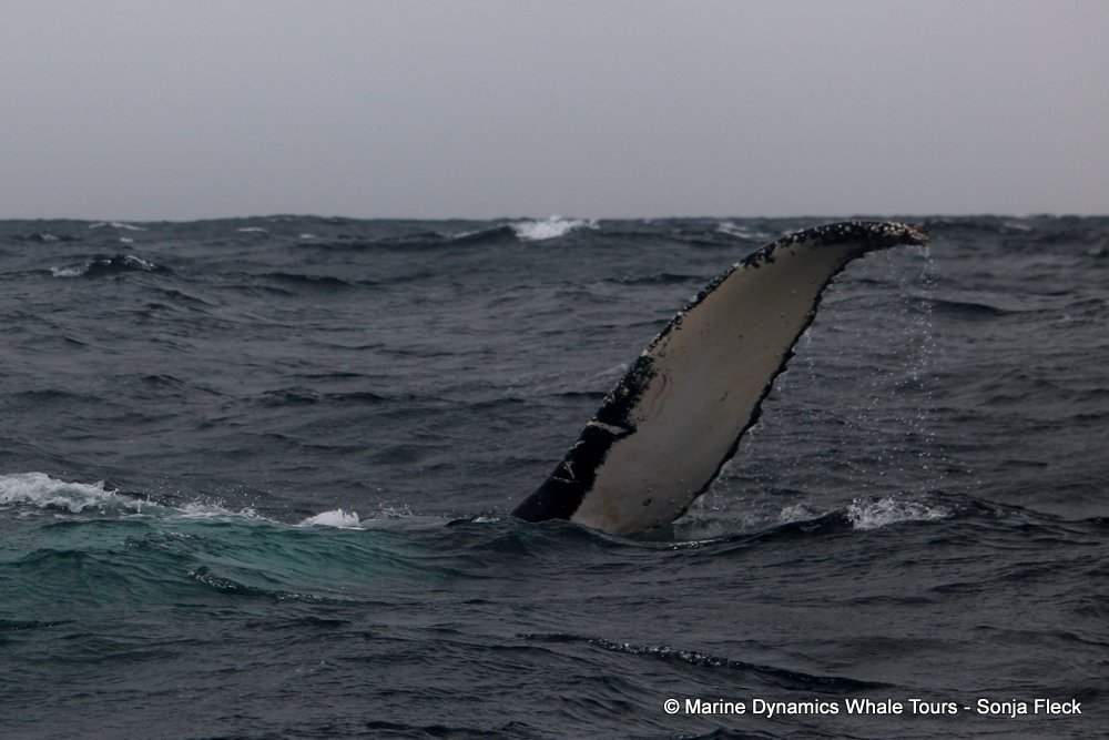 humpback whale, whale watching, gansbaai, south africa