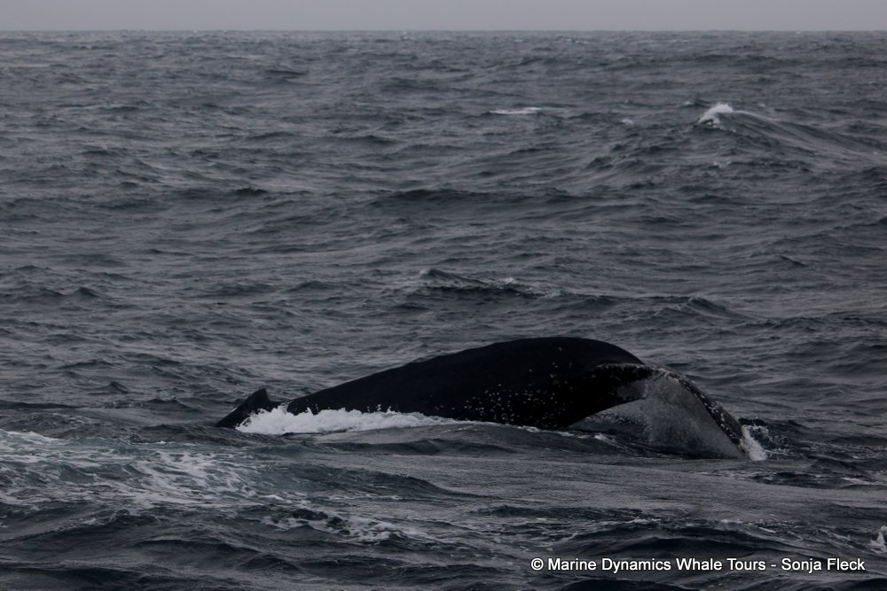 humpback whale, whale watching, gansbaai, south africa