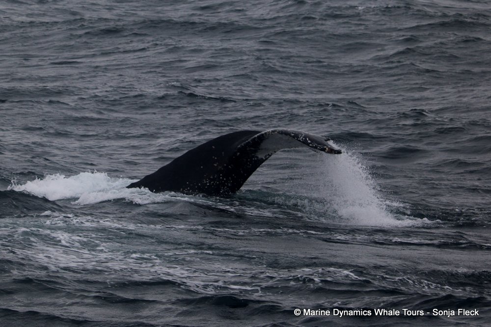 humpback whale, whale watching, gansbaai, south africa