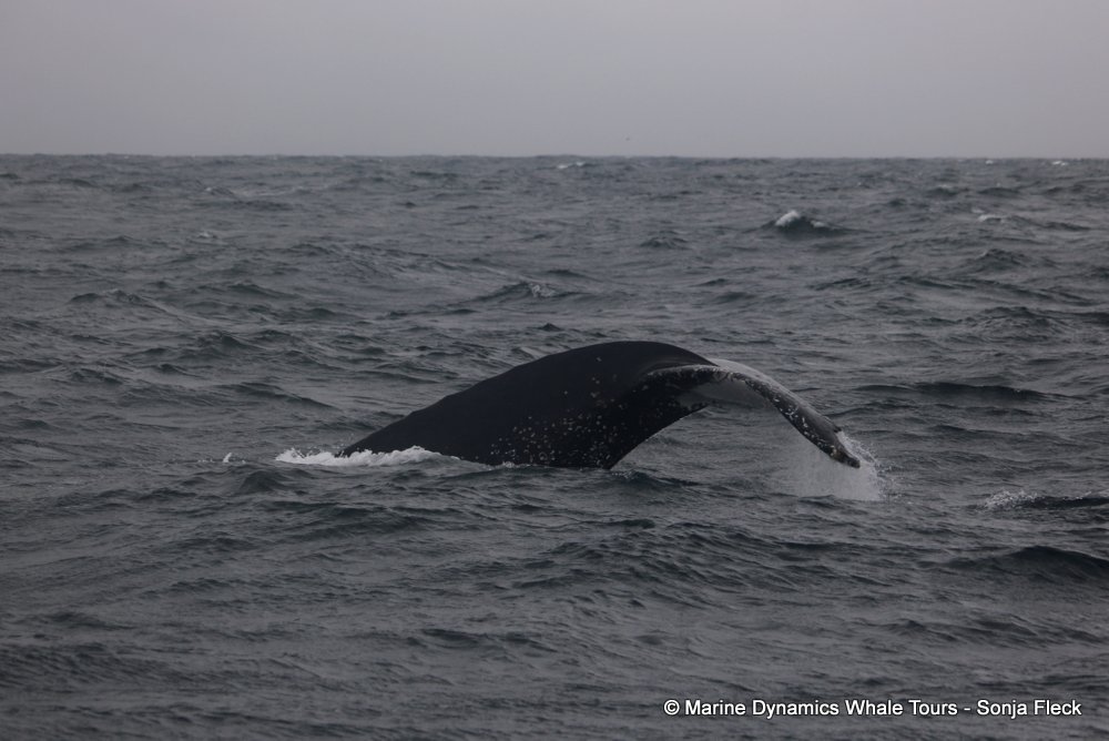 humpback whale, whale watching, gansbaai, south africa