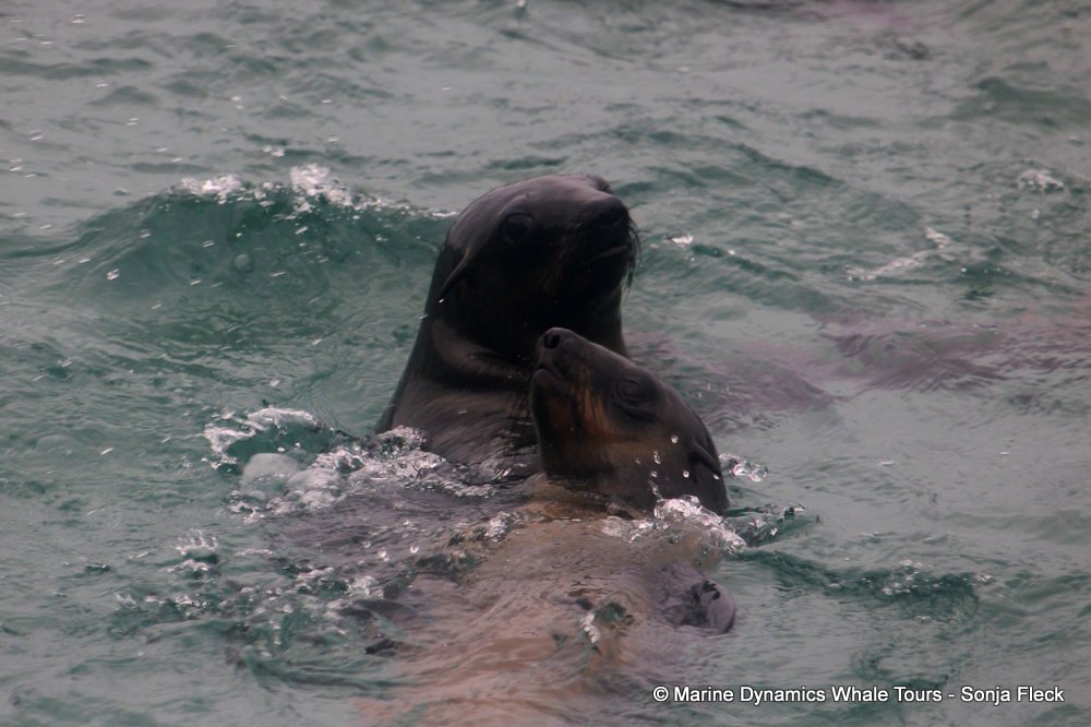 cape fur seal, whale watching, gansbaai, south africa