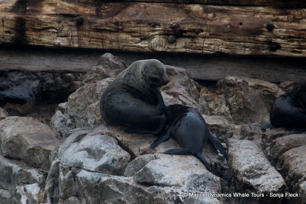 cape fur seal, whale watching, gansbaai, south africa