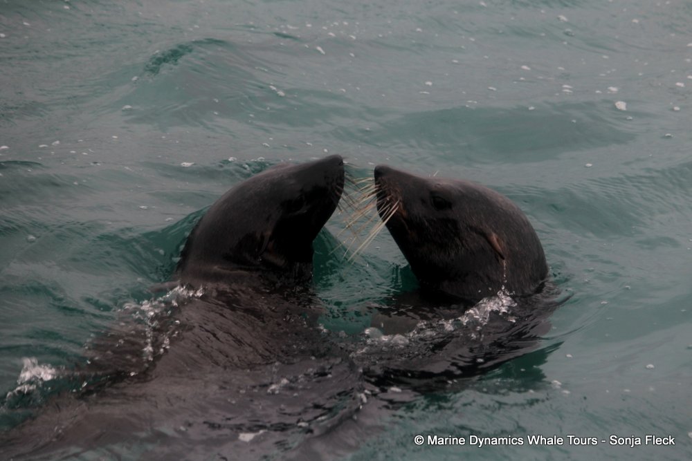cape fur seal, whale watching, gansbaai, south africa