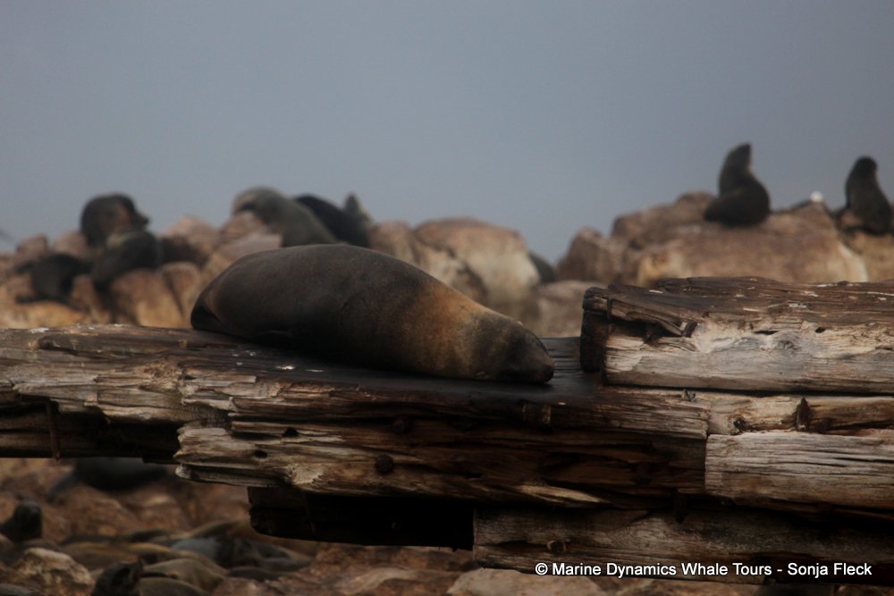 cape fur seal, whale watching, gansbaai, south africa