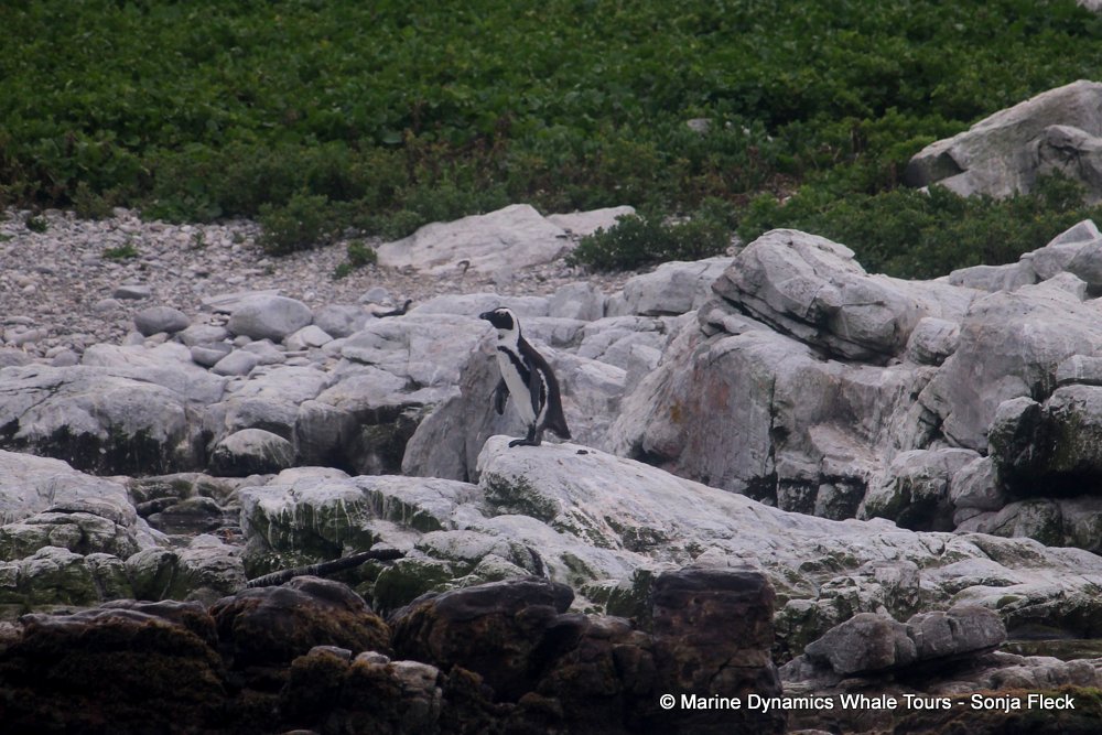 african penguin, whale watching, gansbaai, south africa
