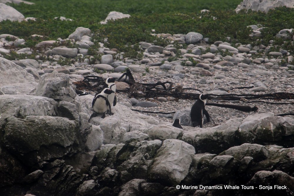 african penguin, whale watching, gansbaai, south africa
