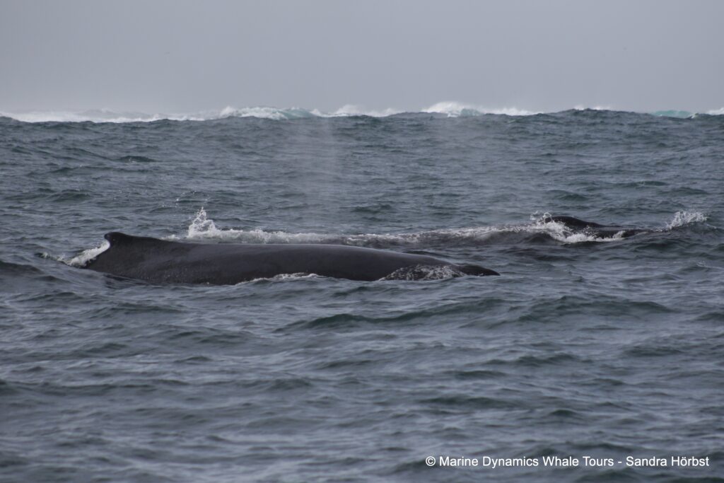 humpback whale, whale watching, gansbaai, south africa
