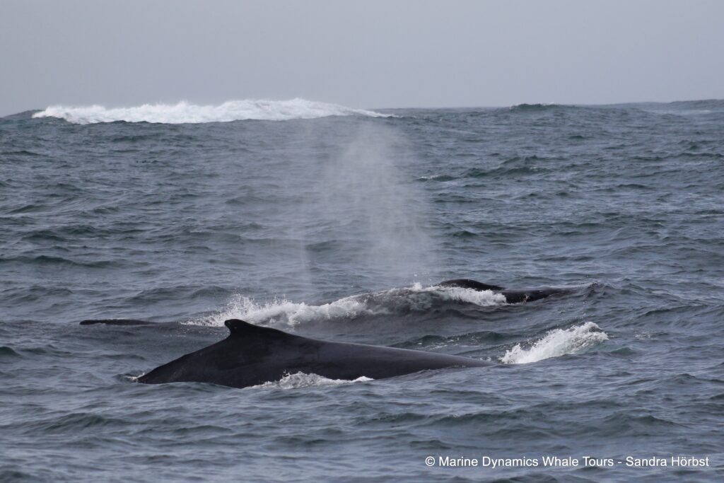 humpback whale, whale watching, gansbaai, south africa