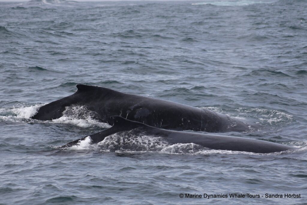 humpback whale, whale watching, gansbaai, south africa