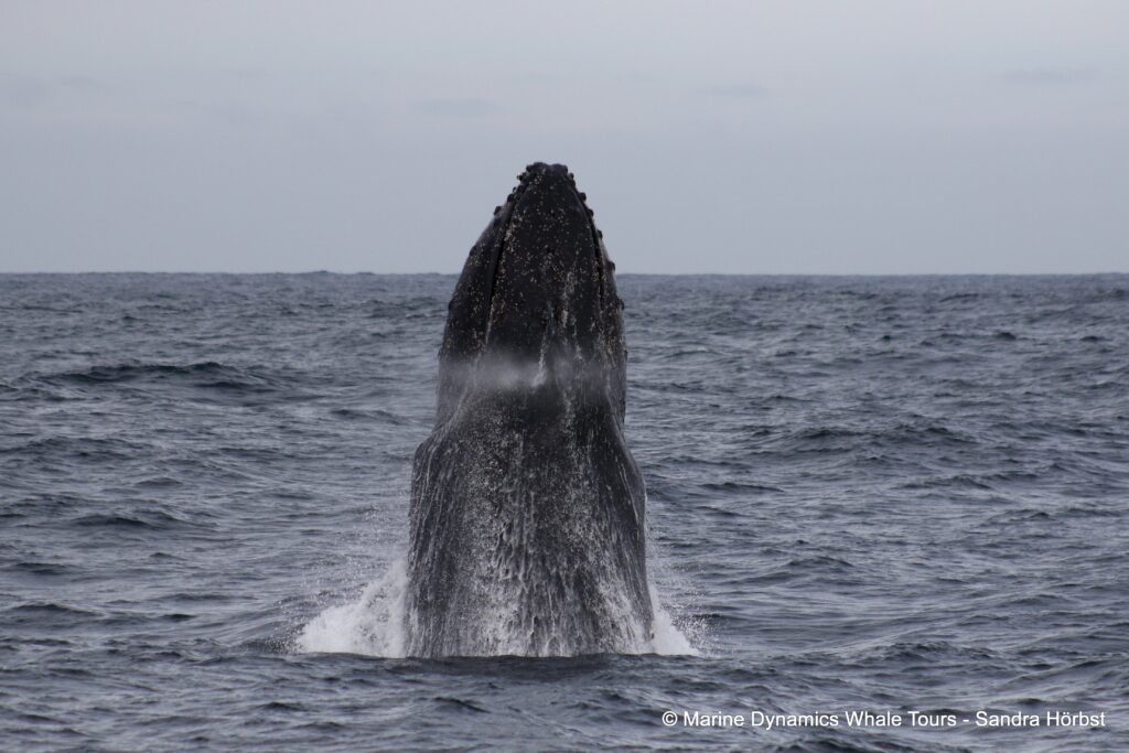 humpback whale, whale watching, gansbaai, south africa