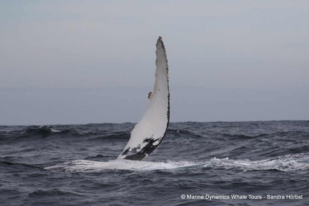 humpback whale, whale watching, gansbaai, south africa