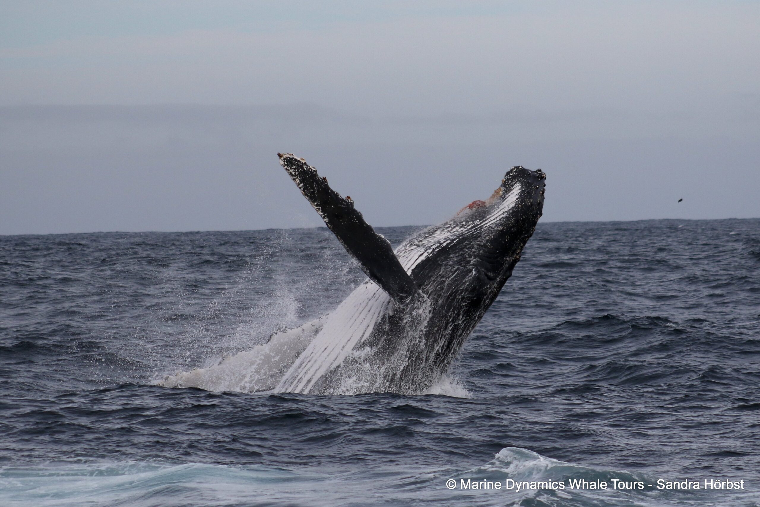 Marine Big 5 Daily Blog 16 July