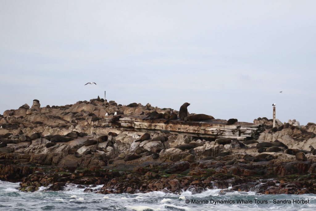 cape fur seal, whale watching, gansbaai, south africa
