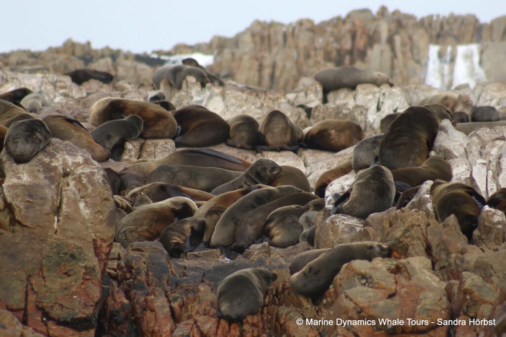 cape fur seal, whale watching, gansbaai, south africa
