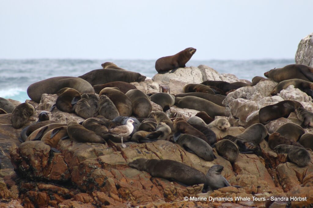 cape fur seal, whale watching, gansbaai, south africa