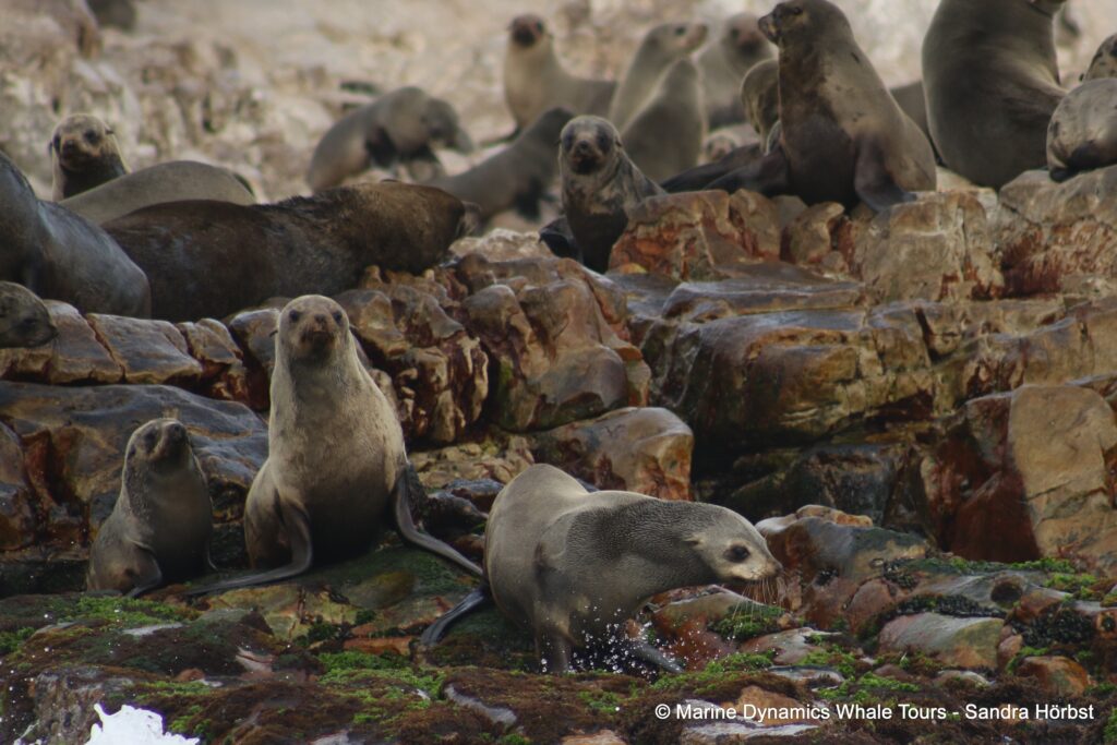 cape fur seal, whale watching, gansbaai, south africa