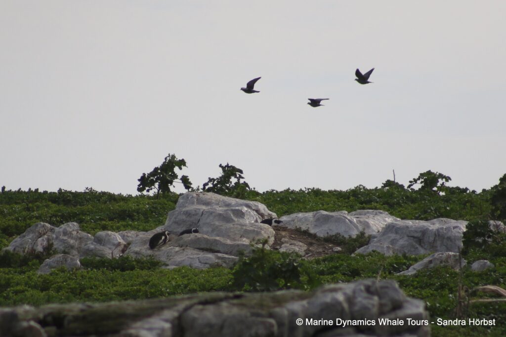 penguins, whale watching, gansbaai, south africa,