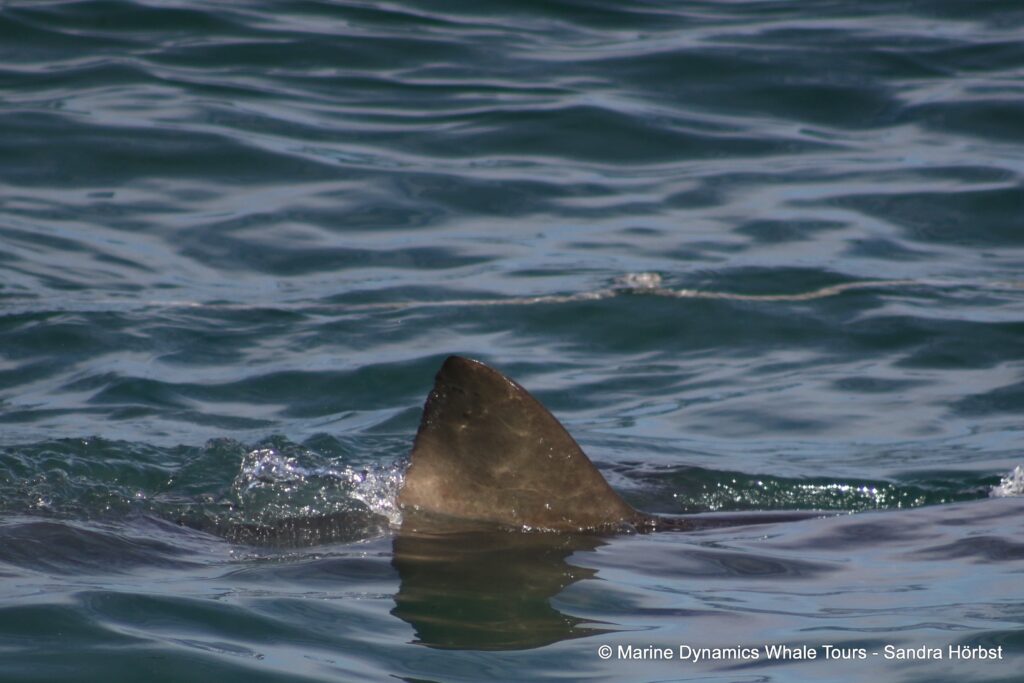 bronze whaler shark, whale watching, gansbaai, south africa,