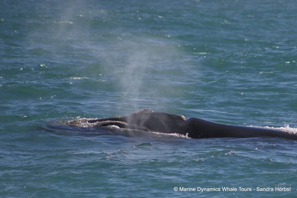 Southern right whale, whale watching, gansbaai, south africa,