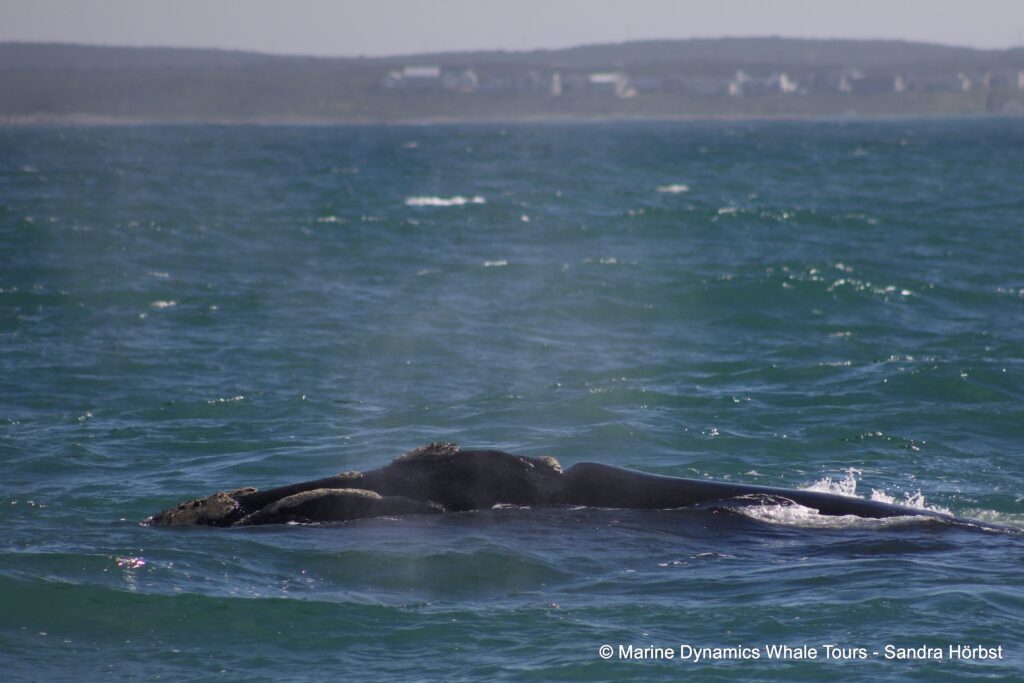 Southern right whale, whale watching, gansbaai, south africa,