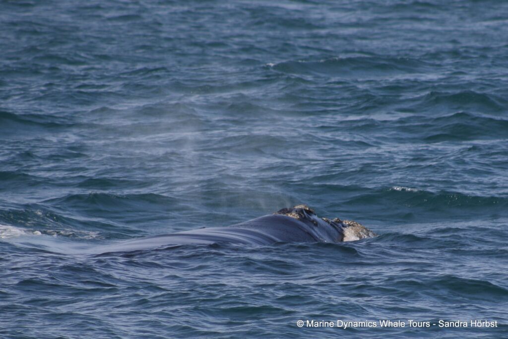 Southern right whale, whale watching, gansbaai, south africa,