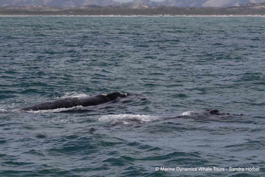 Southern right whale, whale watching, gansbaai, south africa,