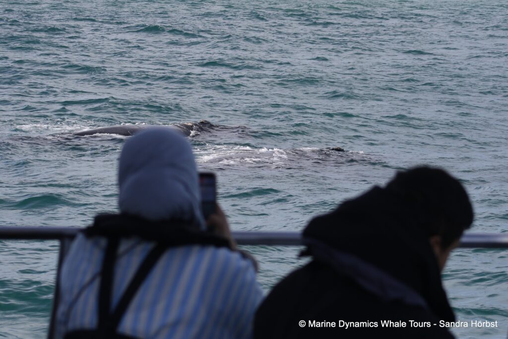 Southern right whale, whale watching, gansbaai, south africa,