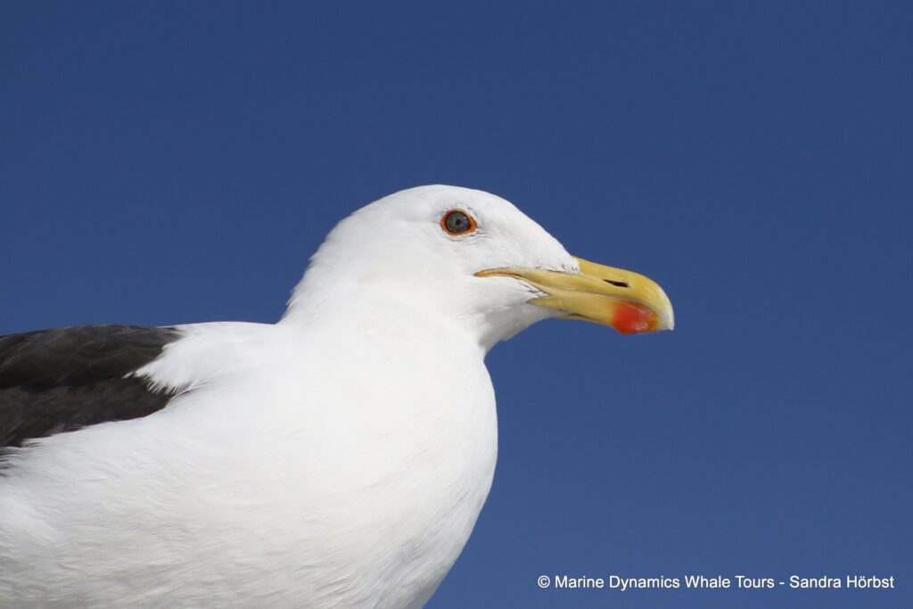 gull, whale watching, gansbaai, south africa,