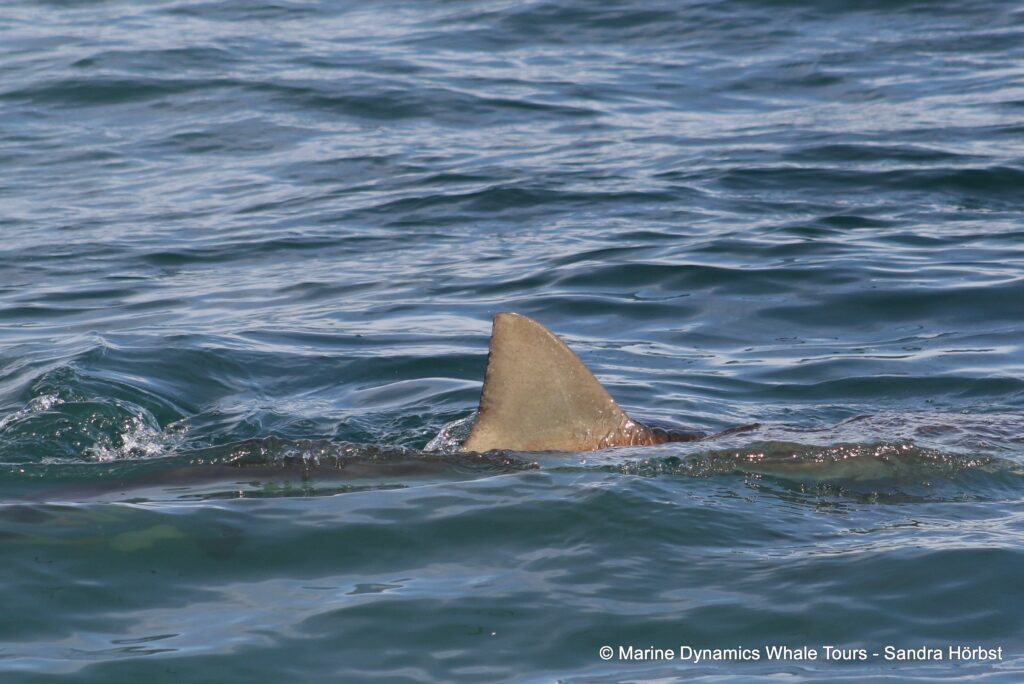 bronze whaler shark, whale watching, gansbaai, south africa,