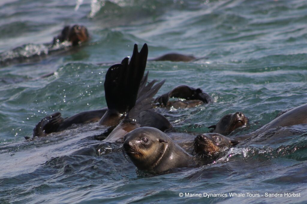 cape fur seal, whale watching, gansbaai, south africa
