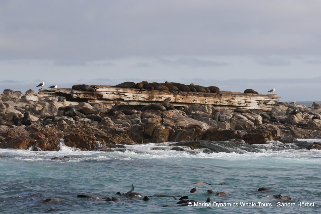 cape fur seal, whale watching, gansbaai, south africa