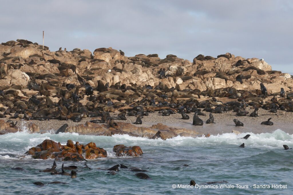 cape fur seal, whale watching, gansbaai, south africa