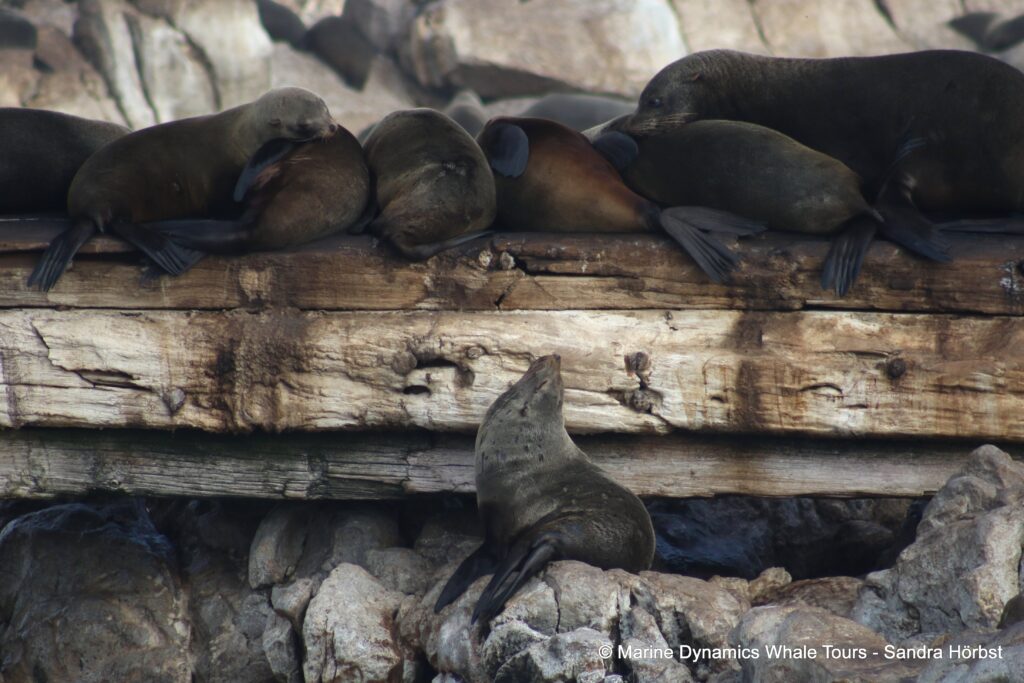 cape fur seal, whale watching, gansbaai, south africa