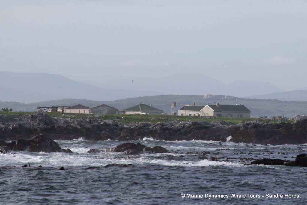 dyer island, whale watching, gansbaai, south africa,