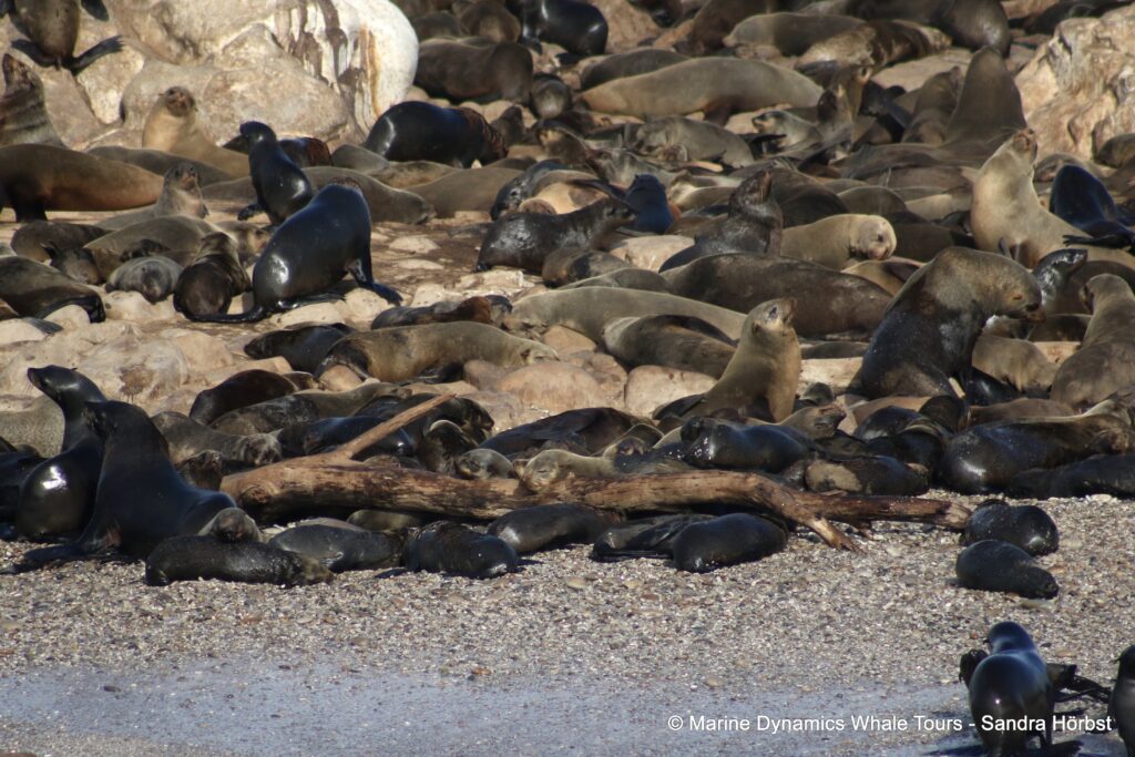 cape fur seal, whale watching, gansbaai, south africa