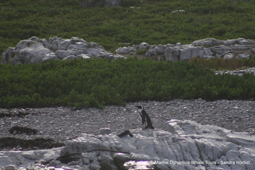 penguins, whale watching, gansbaai, south africa,