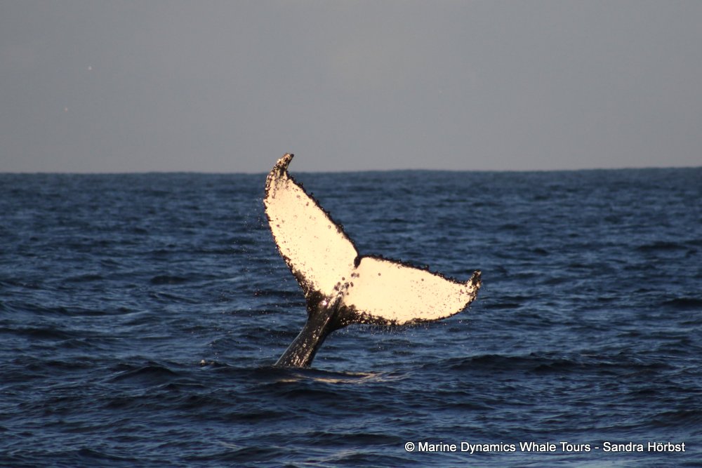Marine Big 5 Daily Blog 22 July
