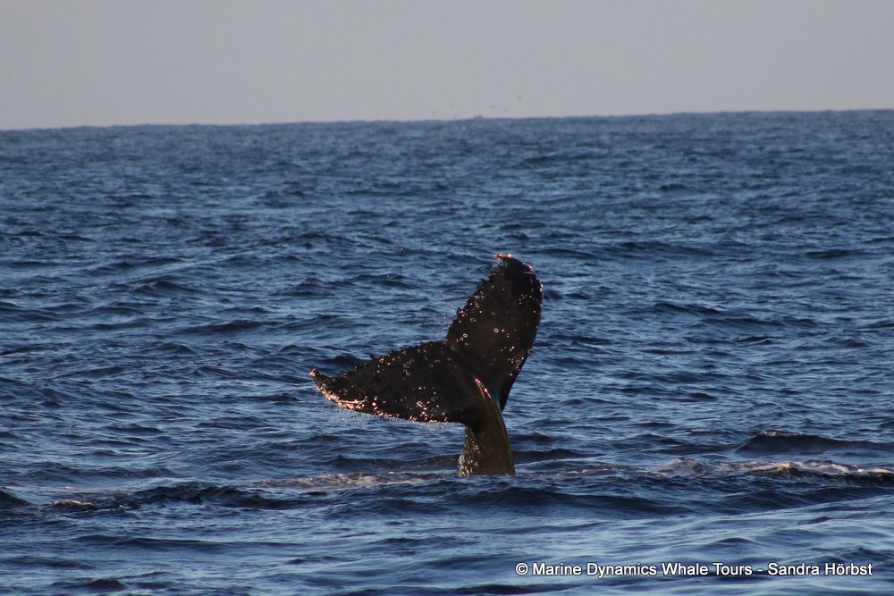 humpback whale, whale watching, gansbaai, south africa