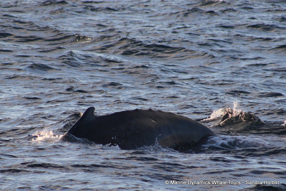 humpback whale, whale watching, gansbaai, south africa