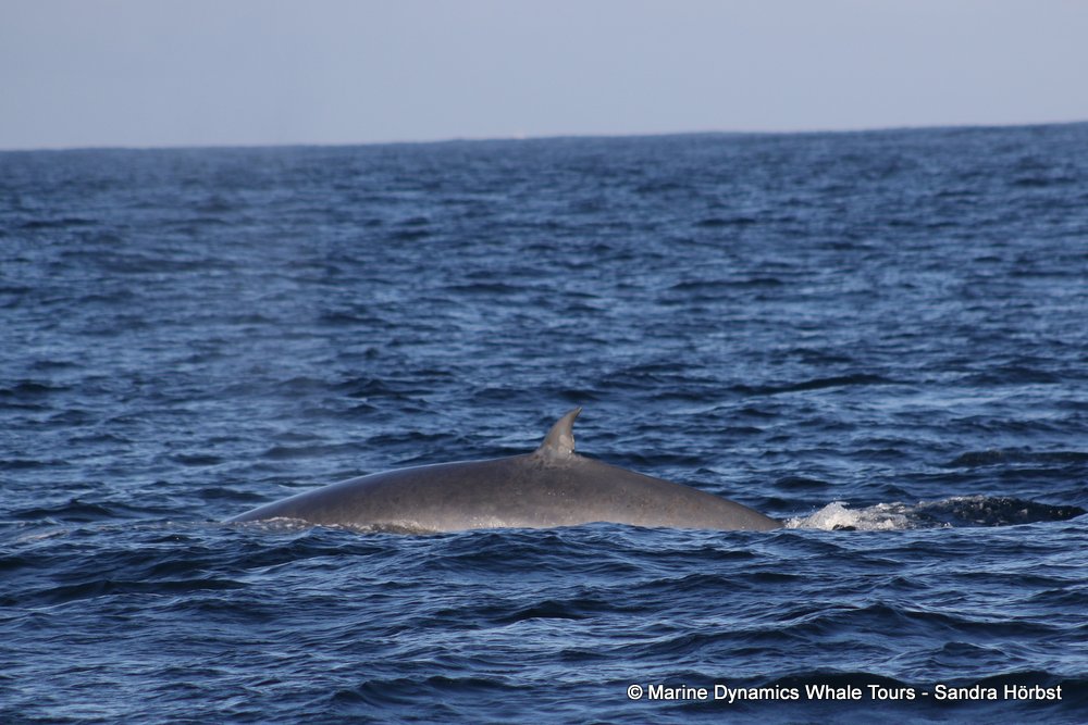bryde's whale, whale watching, gansbaai, south africa,