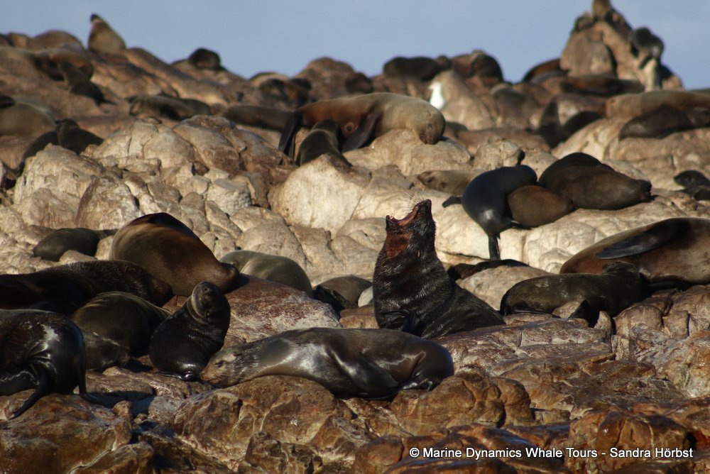 cape fur seal, whale watching, gansbaai, south africa