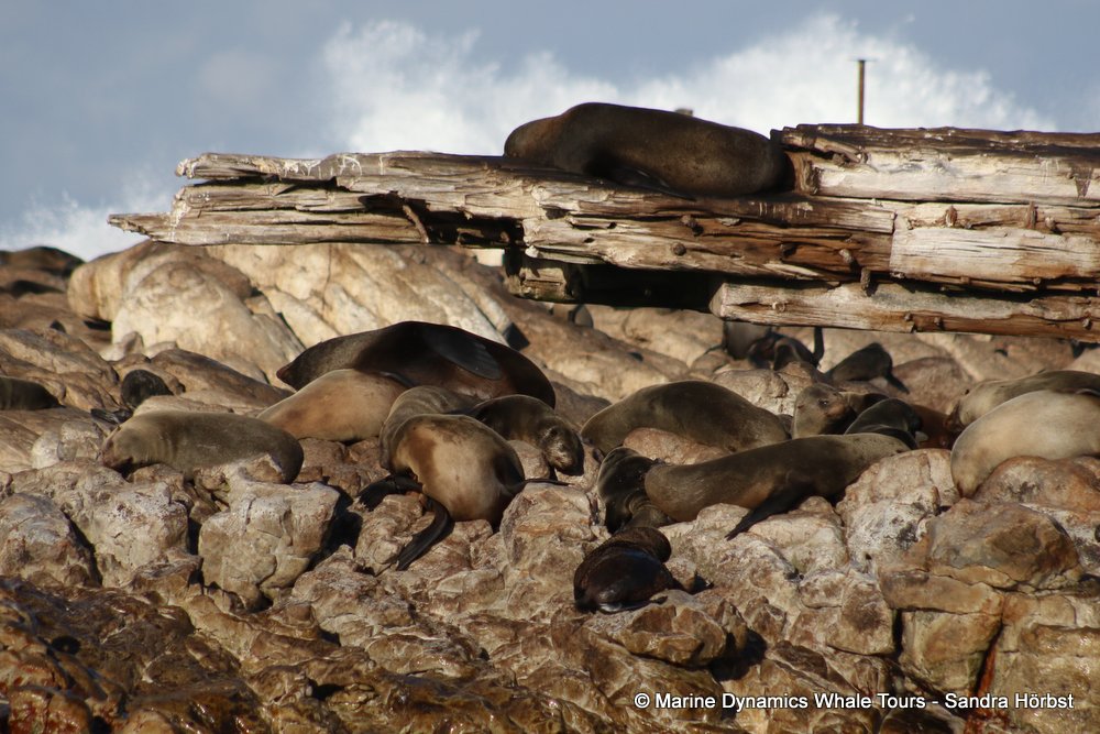 cape fur seal, whale watching, gansbaai, south africa