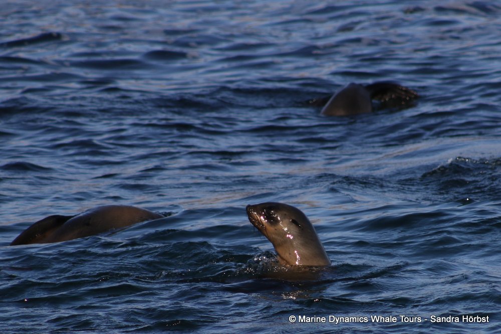 cape fur seal, whale watching, gansbaai, south africa